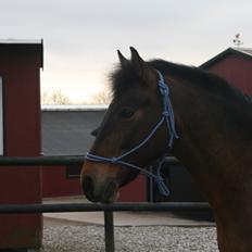 Anden særlig race Shja-shje