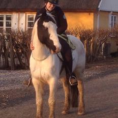 Irsk Sportspony Ardcolum Bobby