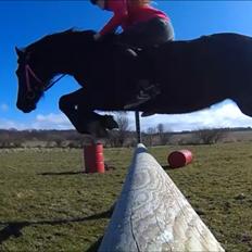 Welsh Cob (sec D) Lesto Havannah Klubmester 2013!