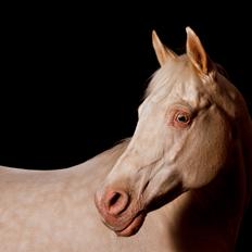 Palomino Moonhaze Silver Spiral