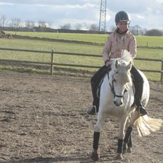 Welsh Pony (sec B) Lyngvejens Kira