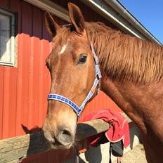 Frederiksborg Felix landlyst "aflivet"