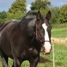 Anden særlig race Exquisit Quest - aka. Saga