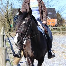 Barockpinto Angelien doortje f stald barok