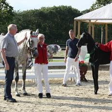 Dansk Varmblod Quiet nice