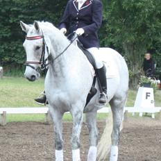 Dansk Varmblod Quiet nice