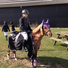 Welsh Mountain (sec A) Stendyssen's sweet sensation (Solgt)