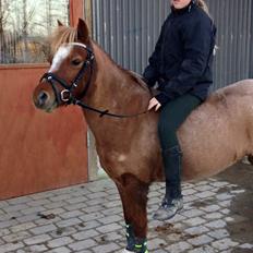 Welsh Mountain (sec A) Stendyssen's sweet sensation (Solgt)