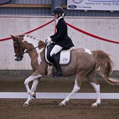 Pinto Araber Felix B-pony og 1/3 A-pony