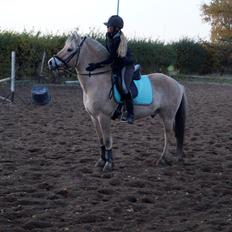 Fjordhest Osmann Skellerød