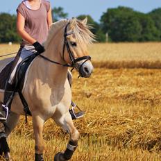 Fjordhest Osmann Skellerød