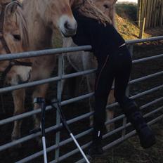 Fjordhest Osmann Skellerød