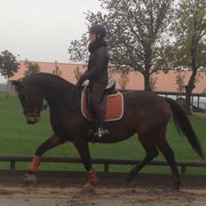 Dansk Varmblod Femme Fetal (Loppe)