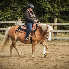 Haflinger Tilde *Himmelhest*