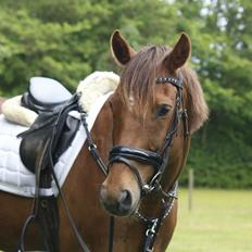 Irsk Sportspony Eds Star