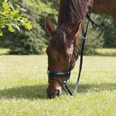 Irsk Sportspony Eds Star