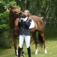 Irsk Sportspony Eds Star