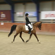 Anden særlig race Markes (pony)