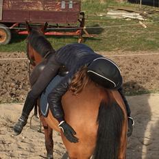 Anden særlig race Markes (pony)