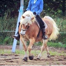 Haflinger Liva