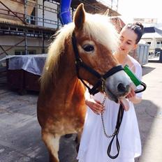 Haflinger Liva