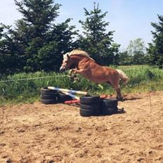 Haflinger Liva
