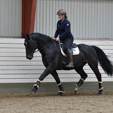 Oldenborg Santos af birkelund