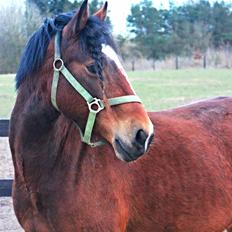 Welsh Partbred (Sec F) Lykkegaards hopla