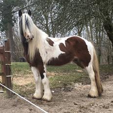 Irish Cob Salamanca (Sally)