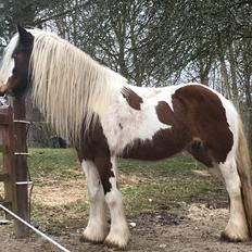 Irish Cob Salamanca (Sally)