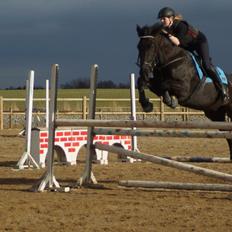 Knabstrupper Solhøj's Samcro