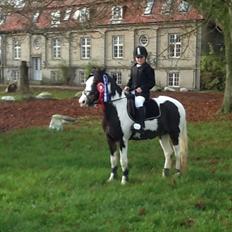 Pinto Svalegårdens Alberte