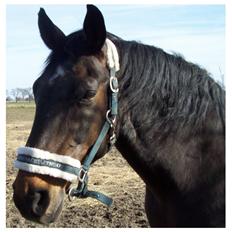 Anden særlig race Basse