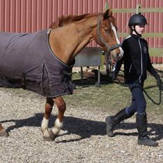 Hollandsk Sportspony Vicor