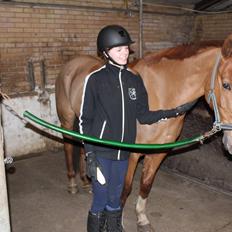 Hollandsk Sportspony Vicor