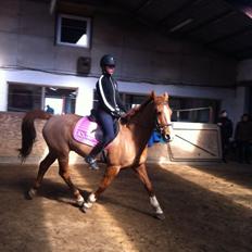 Hollandsk Sportspony Vicor