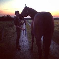 Dansk Varmblod Nicolai-høj