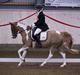 Pinto Araber Felix B-pony og 1/3 A-pony