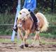 Haflinger Liva