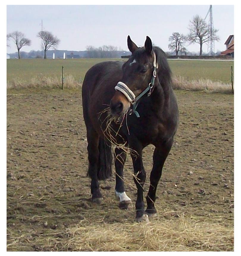 Anden særlig race Basse - 1 dag hjemme hos os:O) billede 4