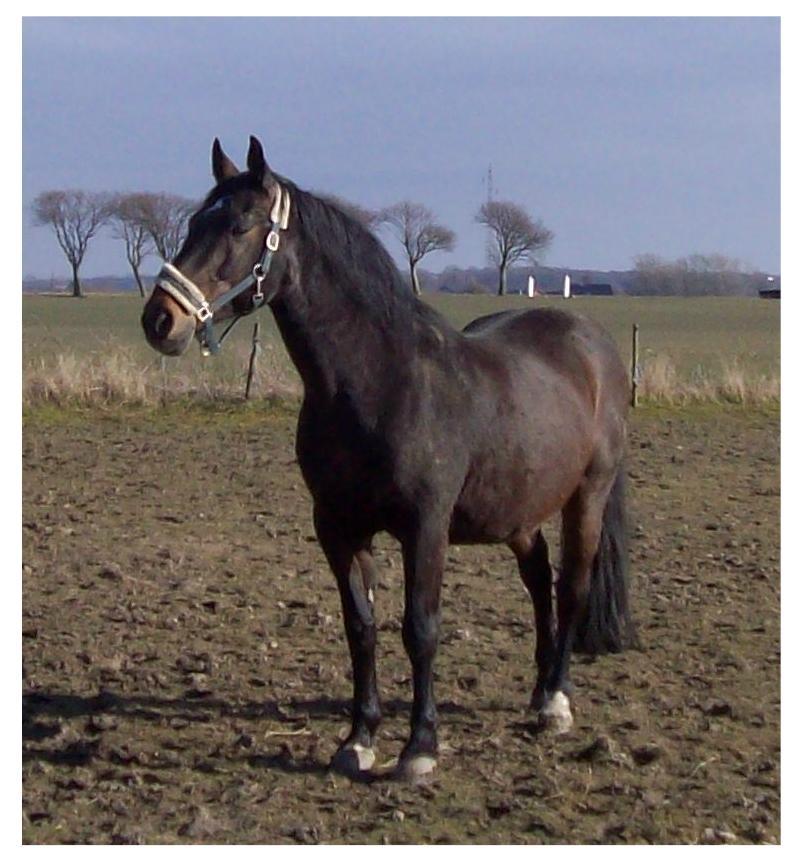 Anden særlig race Basse billede 5