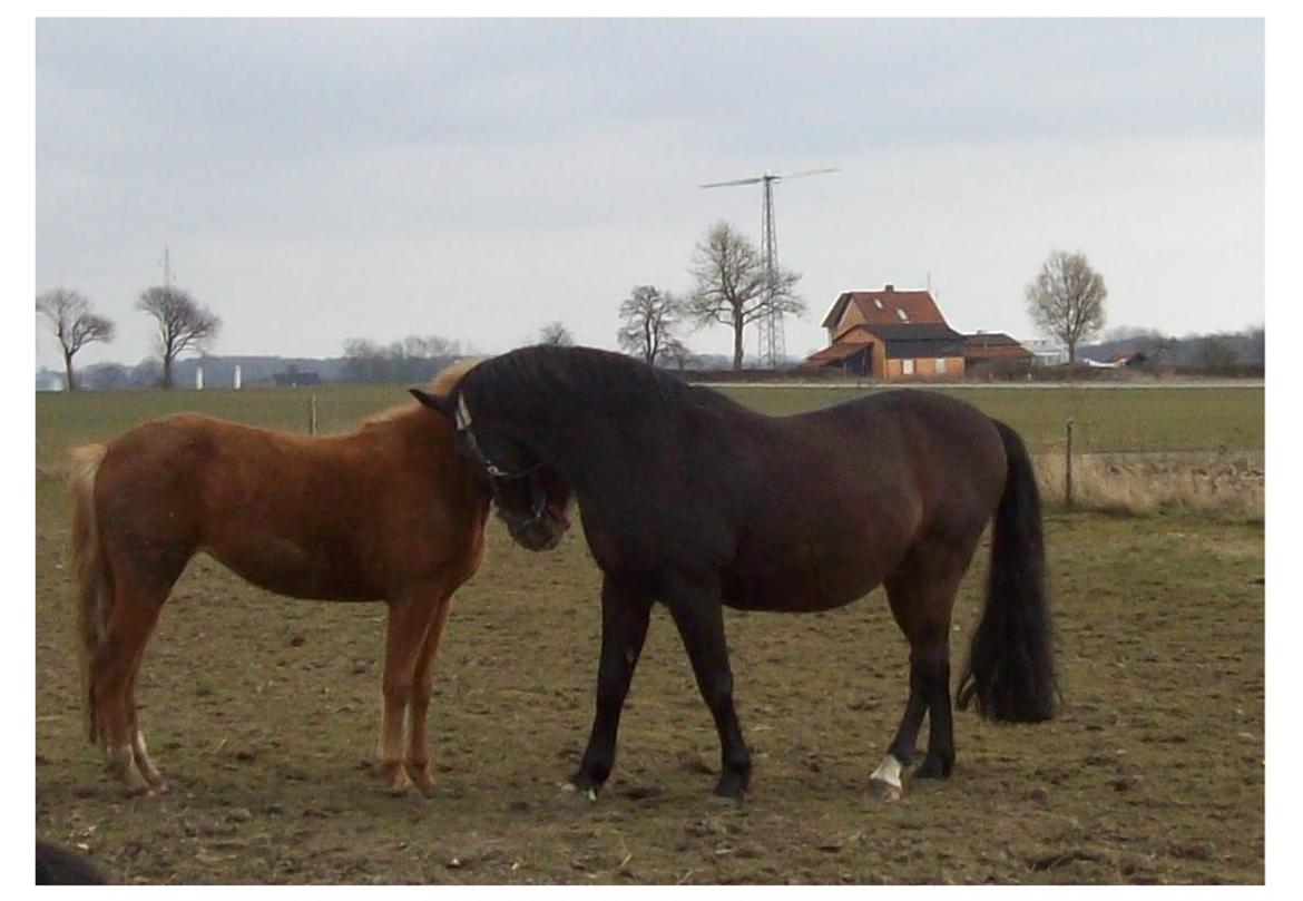 Anden særlig race Basse - Møder Effie-de 2 er startet godt. billede 6