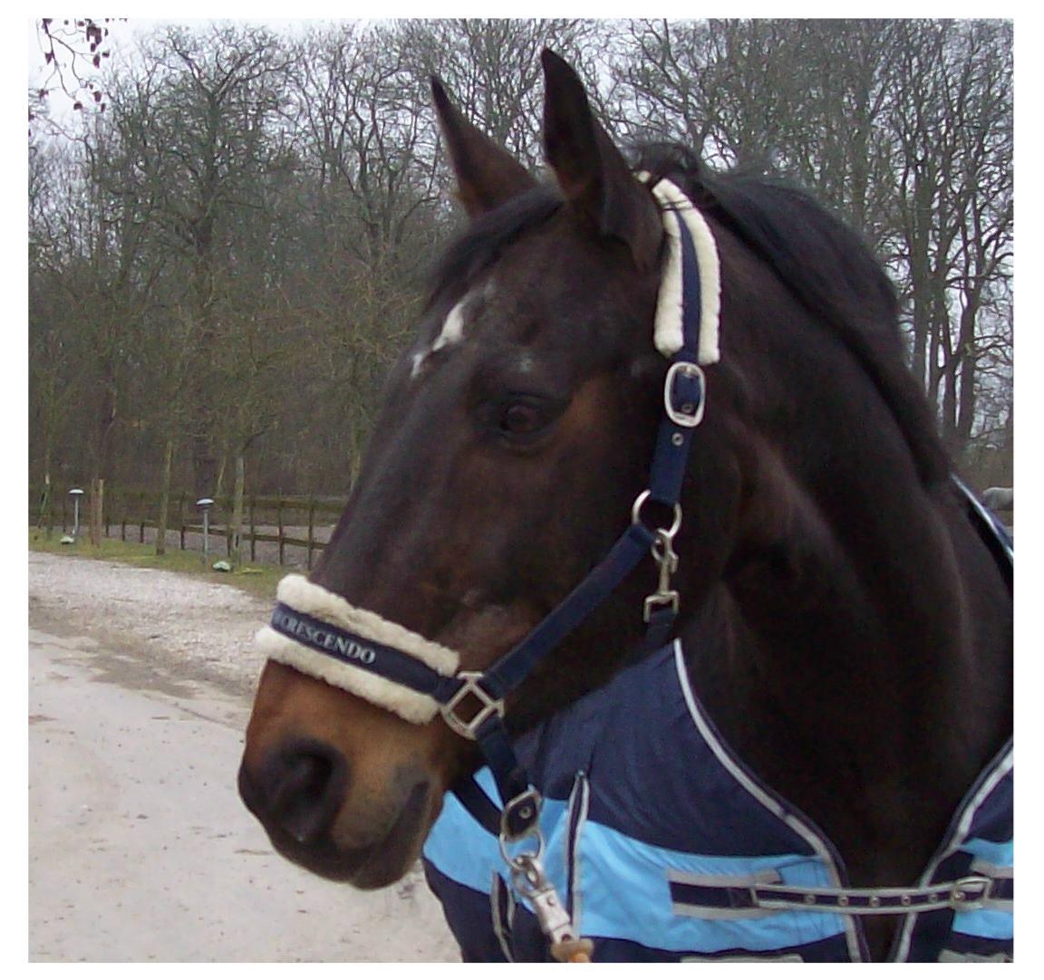 Anden særlig race Basse - Vi har næsten været hos Rexi hver anden dag i 1½ md, han knytter sig nemt. billede 9