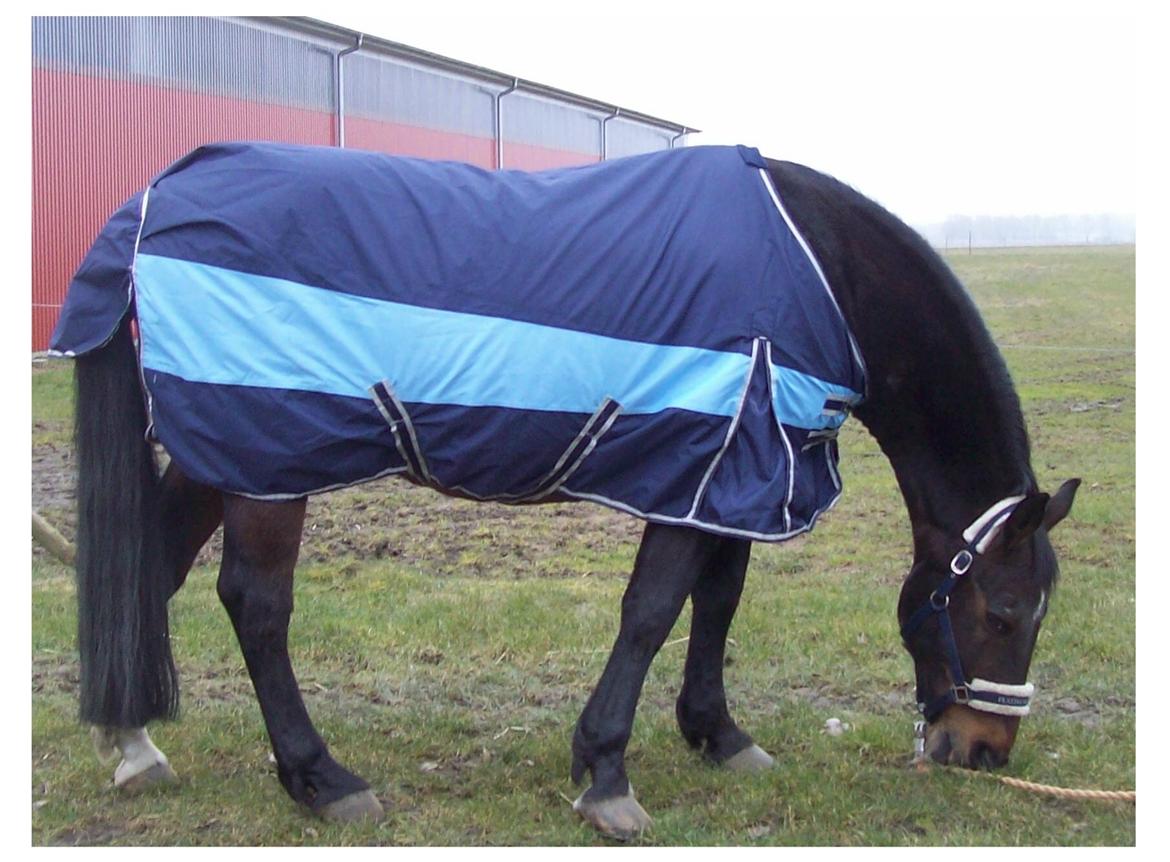 Anden særlig race Basse - Dækkenet er min gamle hest Nuser`s, men her var brug for det:O) billede 10