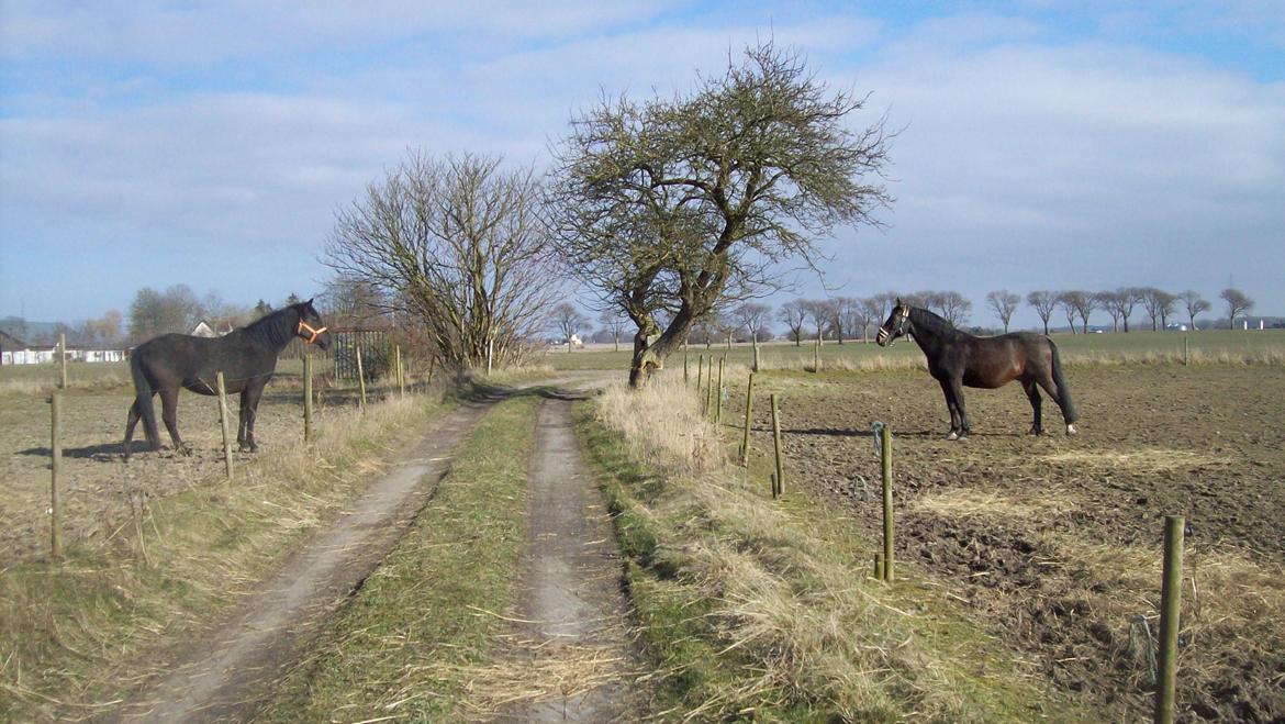 Anden særlig race Basse - Briza og Rexi danner klubben ; oldenborg blandinger! billede 11