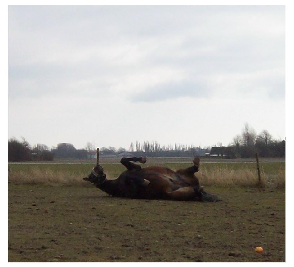 Anden særlig race Basse billede 12