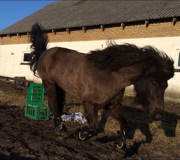 Anden særlig race Manse billede 1