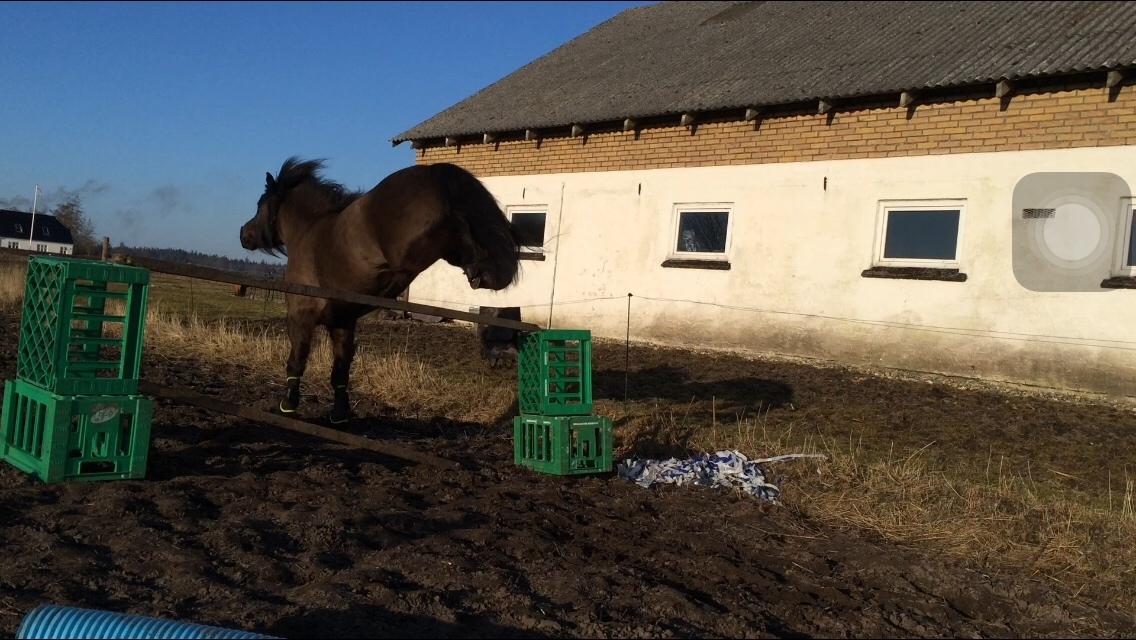 Anden særlig race Manse billede 3