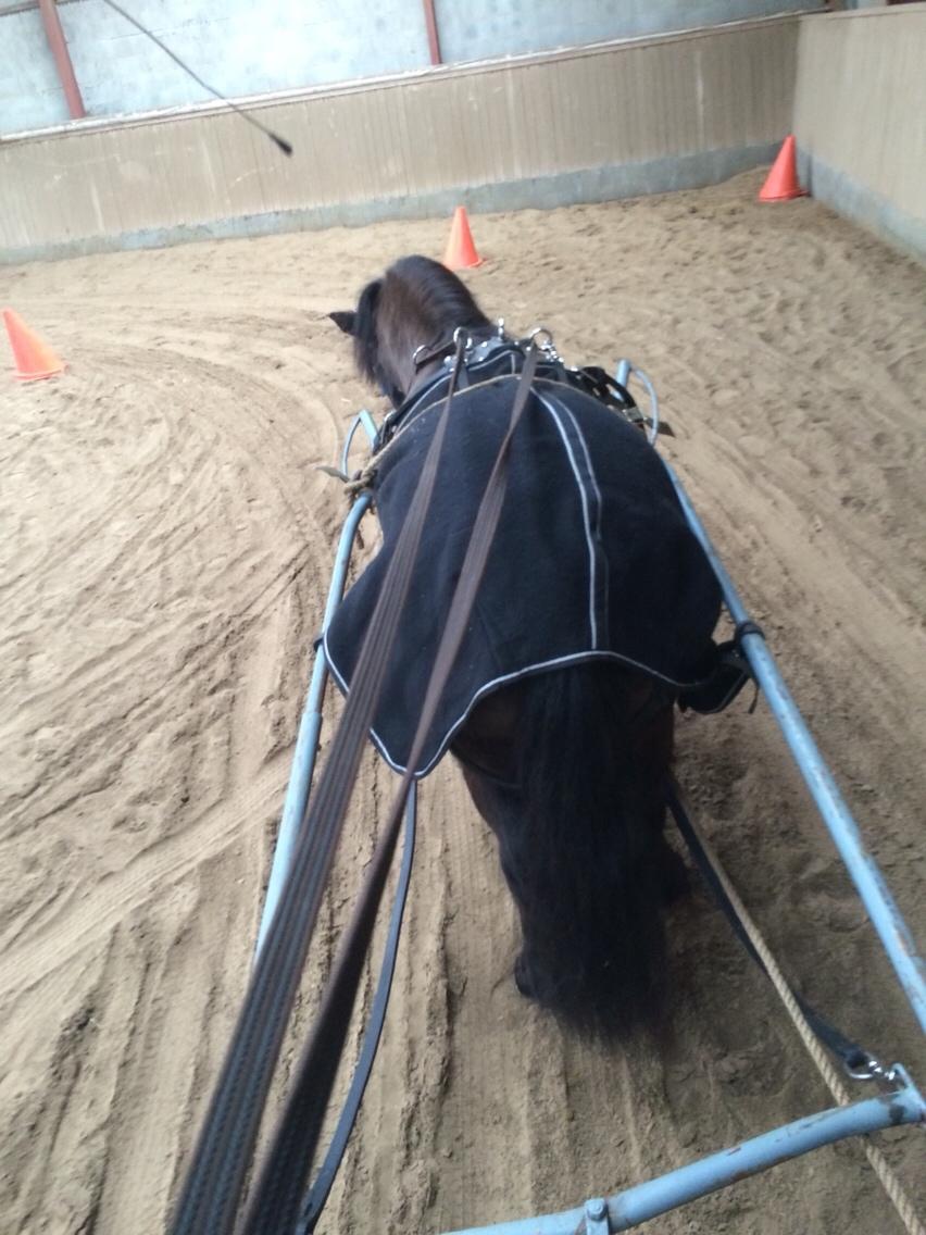 Anden særlig race Manse billede 10