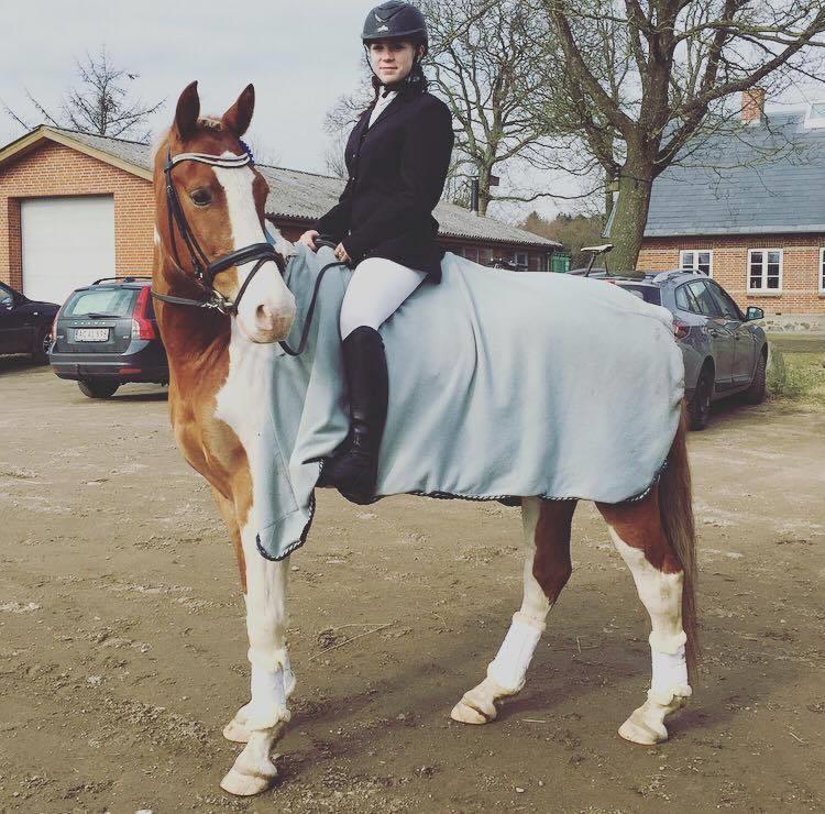 Pinto Amazing Apache billede 17